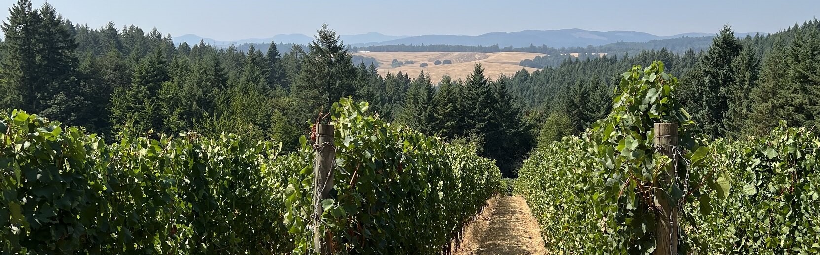 Gregory Ranch Chardonnay Rows